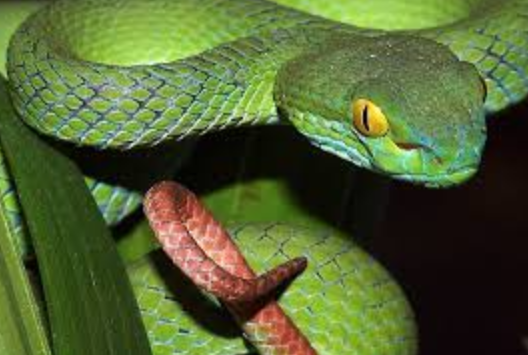 Giấc Mơ Thấy Rắn Nhỏ: Sự Kết Hợp Giữa Sợ Hãi và Cơ Hội Kubet