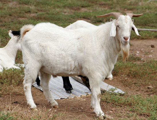 Dê – Loài động vật quen thuộc và những điềm báo trong giấc mơ Kubet77